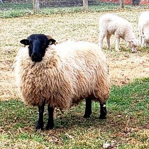 Meet your Posher, Stacey